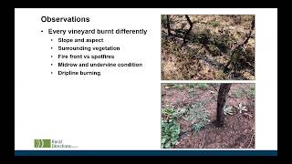 Rapid visual assessment and mapping of fire-damaged vineyards