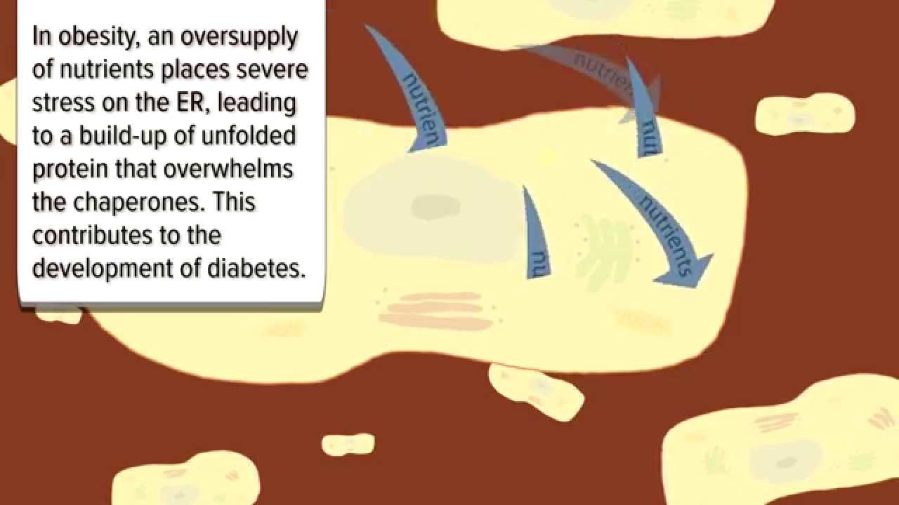 Dysfunction junction in the endoplasmic reticulum - YouTube