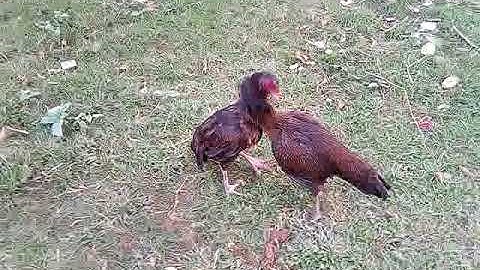 Qaib sib ncaws 2018.noob zoo heev nyob zos 516