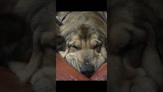 Asteria, Guardian of the Den, drifts into her watchful sleep on the red couch throne