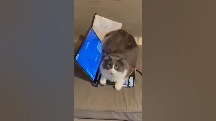 POV: Living with a Tuxedo Cat 😂