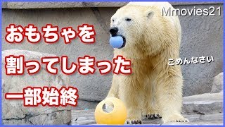 割れちゃったボールインボール　復元を試みるリラ Polar Bear broke a toy