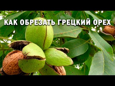 Как обрезать грецкий орех?!