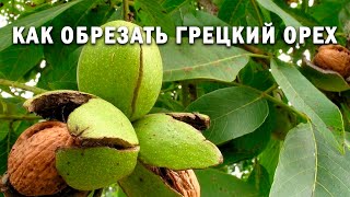 Как обрезать грецкий орех?!