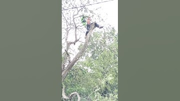 see the skill of the woodcutter cutting a big tree #shortvideo #treecutting #chainsaw