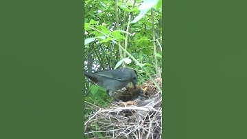 Feeding Baby Catbird