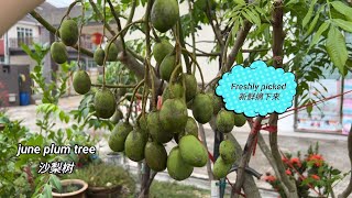 Download Lagu How to make June Plum (ambarella) juice - 在外婆家做的沙梨水 - Cara buat jus kedondong MP3