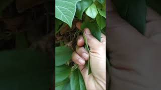 Daun cincau rambat gampang tanamnya dan banyak manfaatnya