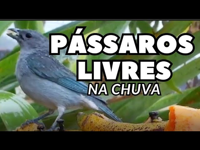 O canto do papa capim baiano #birdsounds #birds #nature