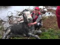 Smiling donkey is super happy after being rescued from flood