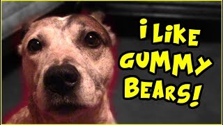 Spudward Saturday- I Like Gummy Bears! Dog Tasting Human Food