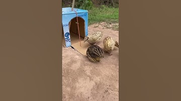 deep hole bird trap using cardboard box #shorts