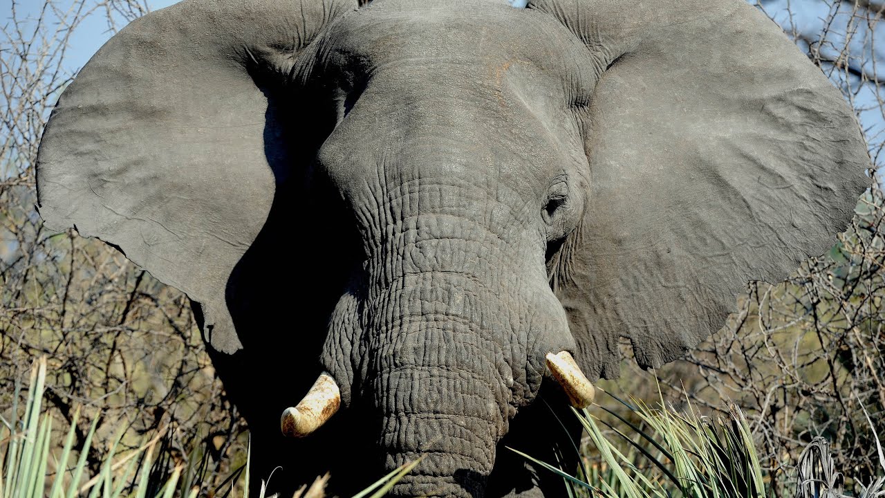 FUNNY ELEPHANT ATTACK YouTube