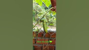 The Very Cute caterpillar is going to be beautiful butterfly #shorts #youtubeshorts #naturelover