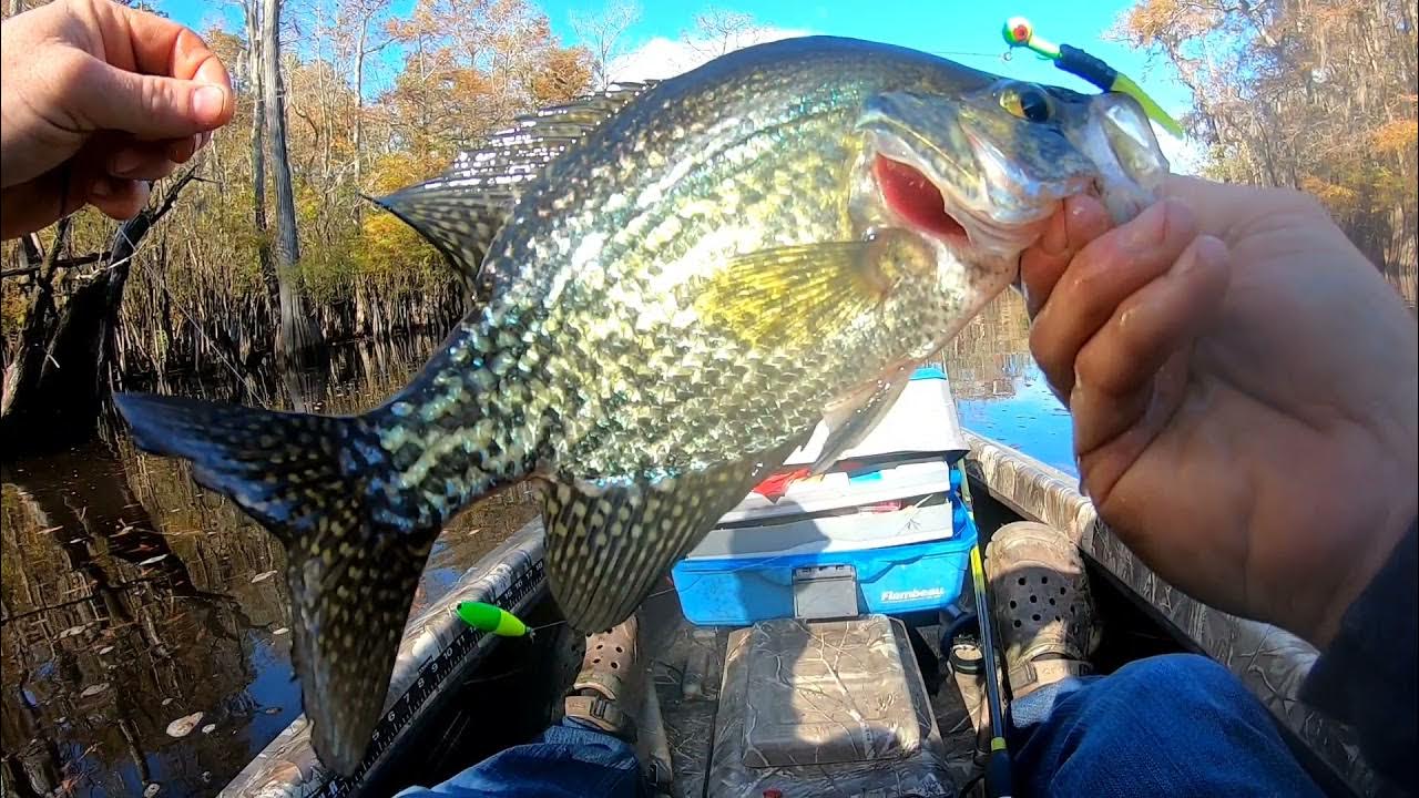 Slip Corking for Crappie in S.C around Cypress Trees YouTube