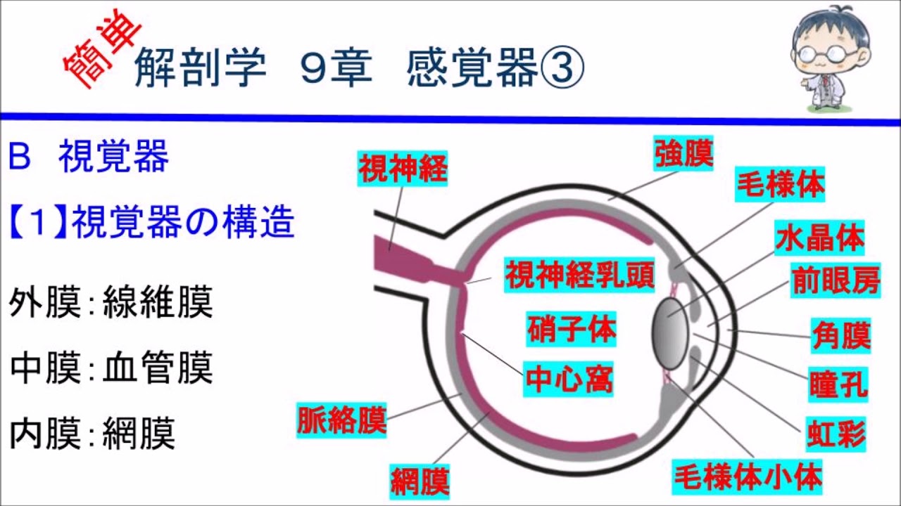 簡単解剖学 9章 感覚器③(視覚器の構造、眼球の構造) - YouTube