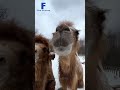 Bactrian Camel #ဗဟုသုတ #Bactrianကုလားအုတ် #knowledge  #sharing