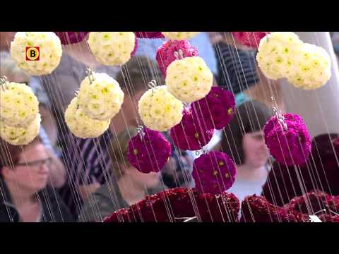 SEREEN - Corso Zundert