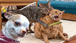 The FUNNIEST Dogs and Cats Shorts Ever😻🐕‍🦺You Laugh You Lose😹