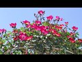 リチャード・クレイダーマン「プリンス・オブ・ライジング・サン」：映像；「王子バラ園」（愛知県春日井市）2019 5 11