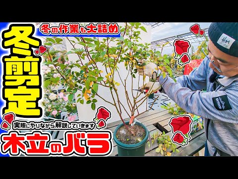 バラNonaの大株,根が張った健康な大株で、樹勢も良く、とても元気に育っています バラNonaの大株,根が張った健康な大株で、樹勢も良く、とても元気に