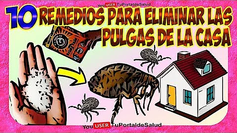 ¿Pueden vivir las pulgas en su casa para siempre?