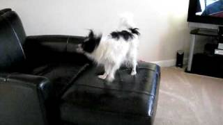 Nitros After Bath Dance