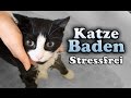 Wie bade ich meine Katze? (Stressfrei)