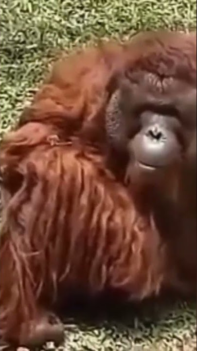 suara orang hutan