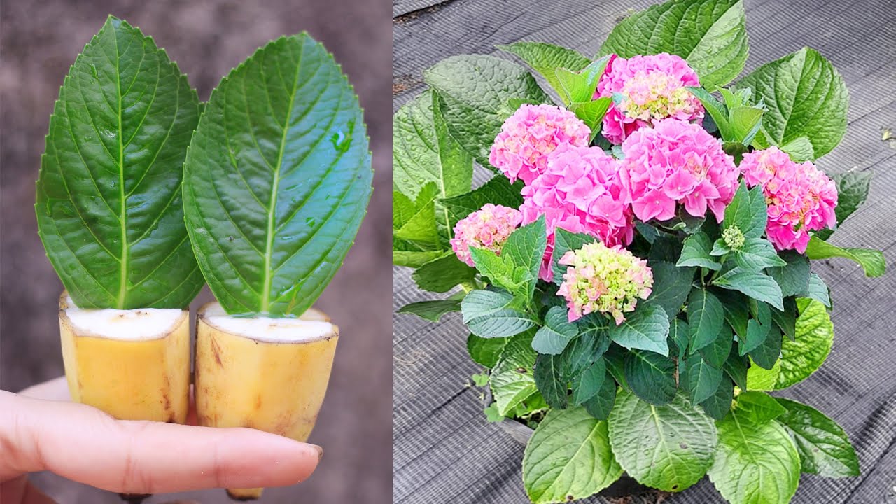 How to propagate hydrangeas flower cutting leaf with banana YouTube