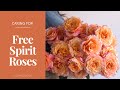 How to care for free spirit roses  flower moxie product