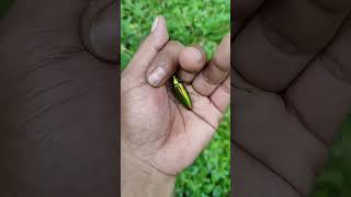 It is the Smaller shiny jewel beetle part 2#beautifulinsects #nature#anyuniqueanimals#insects