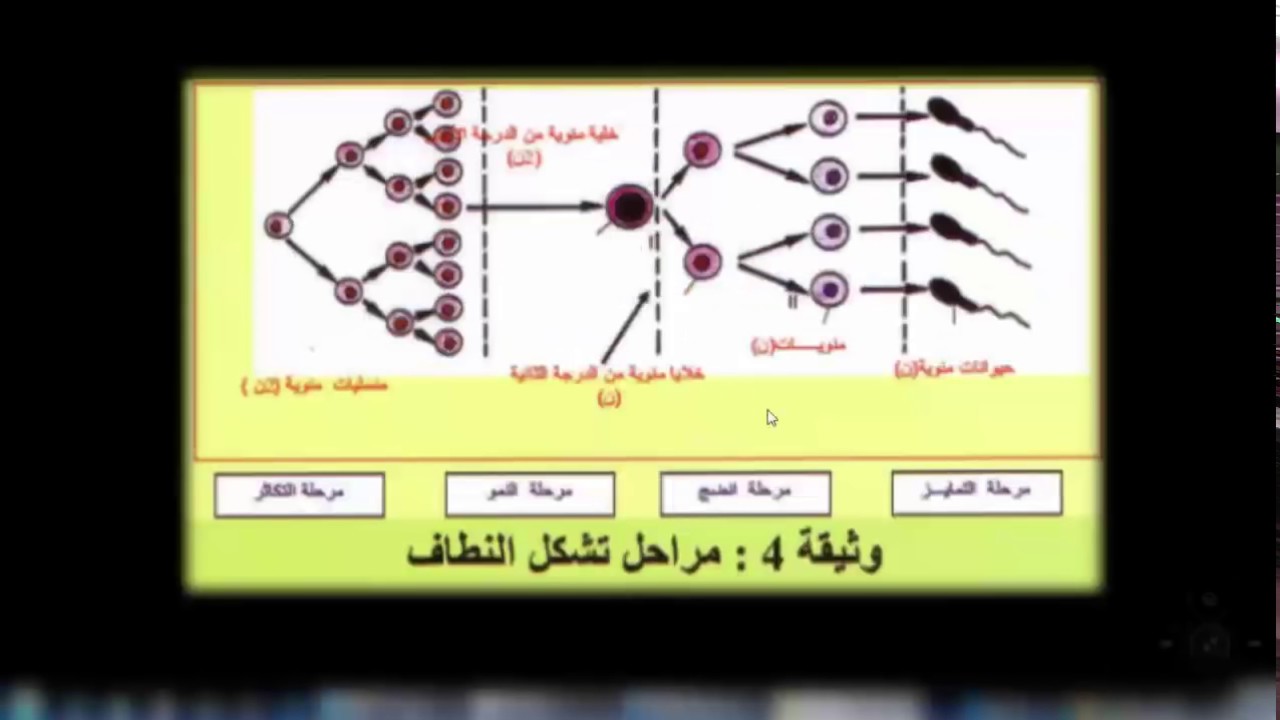 تشكل الامشاج الذكرية (النطاف) للسنة الرابعة متوسط