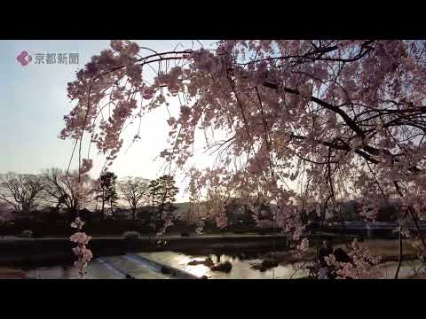 【京都の桜】京都・鴨川「半木の道」シダレザクラ（2022年4月7日　京都市左京区・北区）