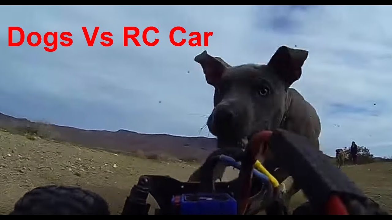 3 dogs vs RC car! Dogs Win! YouTube