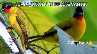 SUARA PIKAT KUTILANG EMAS CANTIK DAN MERDU