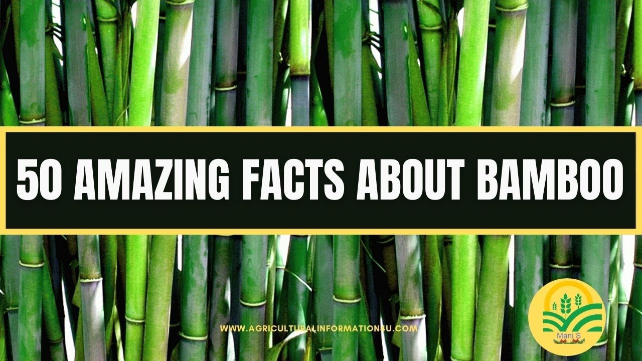 8 Amazing Bamboo Facts - One Tree Planted