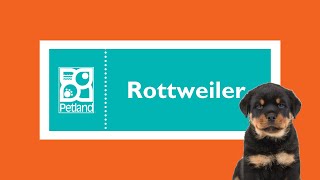 Barkworthy Facts About Rottweiler Puppies