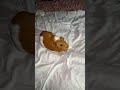 She always keeping them on their toes #fypシ #pets #cute #trending #guineapig #dotti #rodent #viral