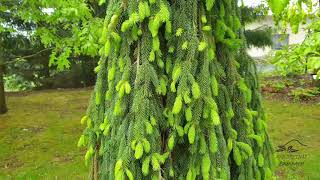 Picea abies 'Inversa' smrk ztepilý