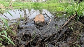 “EVEN THE SMALLEST DAMS FALL” Beaver Dam Removal