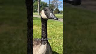 Cutie patootie #goosetok #geese #canadageese