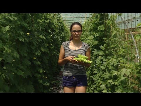 Video: Care Sunt Cele Mai Amare Soiuri De Ardei