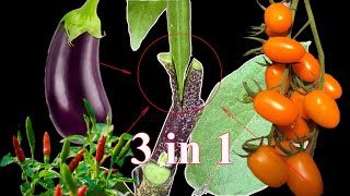 Grafting Tomato & Chilli On Eggplant | 3 in 1 | VN Gardener