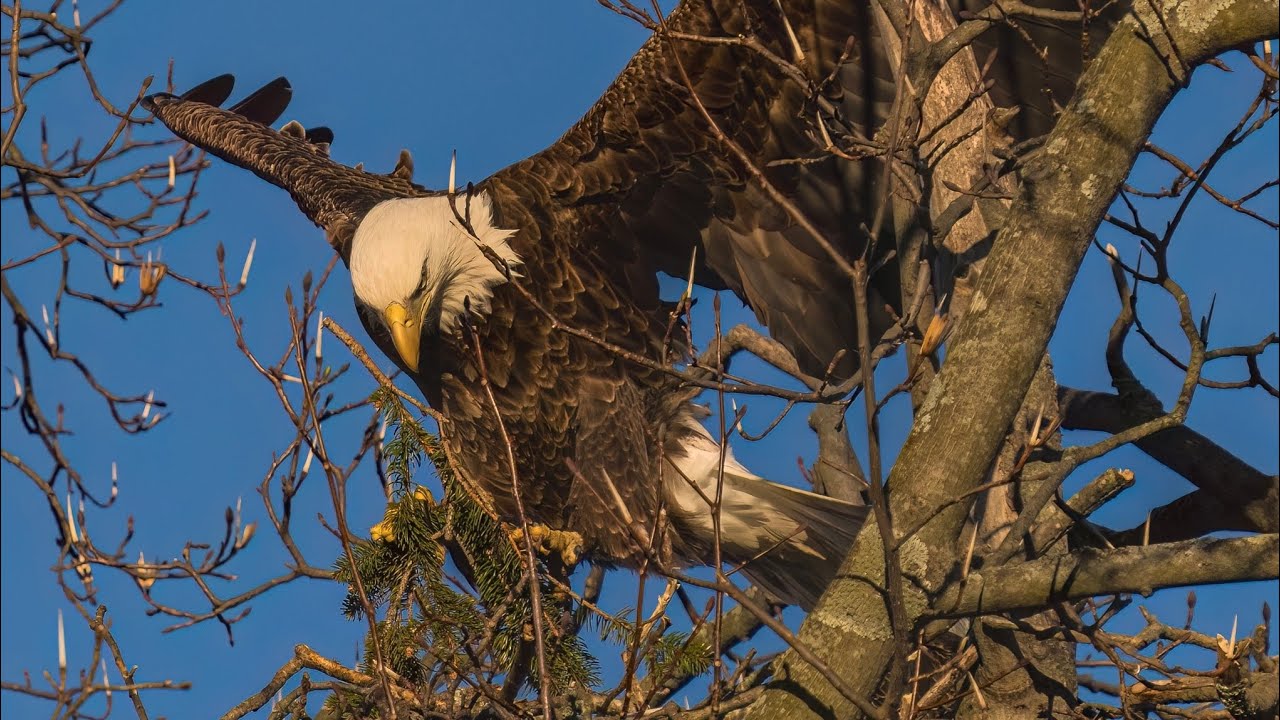 A DAY IN THE LIFE ! .. MARCH 22nd 2023 …BALD EAGLES OF CENTERPORT