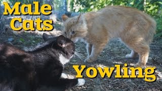 Stray Male Cats Yowling  Nearby Female In Heat