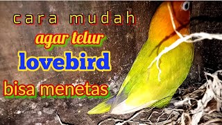 Cara mudah agar telur lovebird bisa menetas