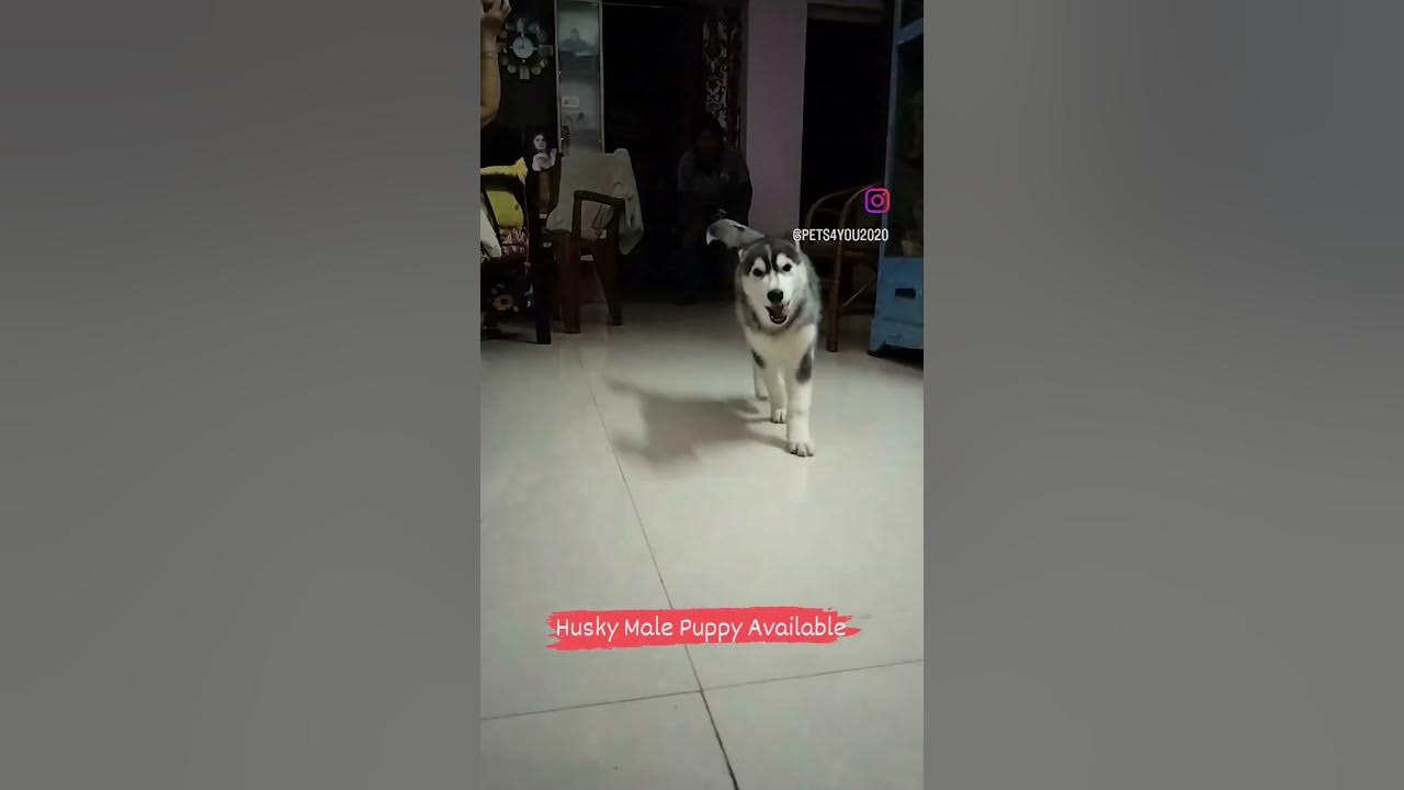 Pet Boarding Services 8618482672.Pets 4 You Bangalore Horamavu. YouTube