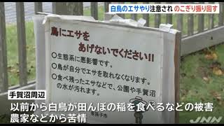 白鳥へのエサやり注意され、のこぎり振り回す 男を逮捕 千葉県我孫子市(動物愛誤)(自然破壊)(製造車禍.傷人)(アニマルホーダー)(トキソプラズマ)(鳥インフルエンザ)(クリプトコックス症)