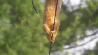 Squirrel on bird feeder... almost